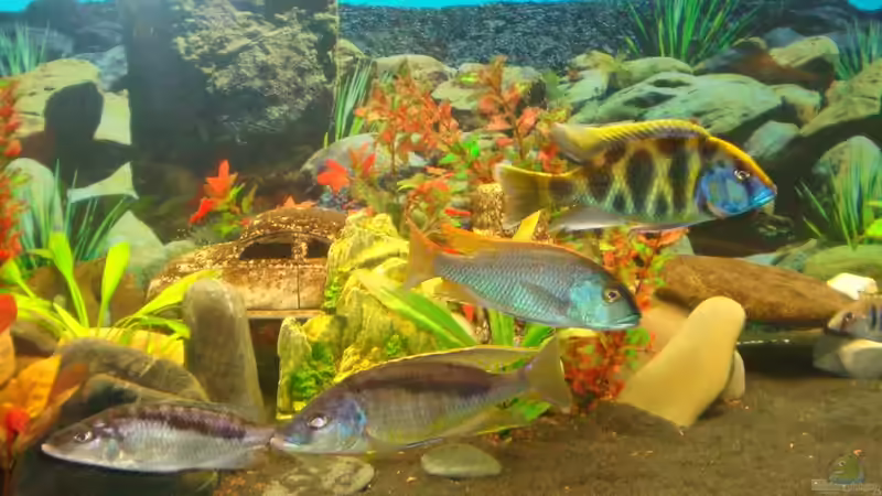 Dimidichromis + Buccocromis +  Nimbochromis  von Fabian S. (11)