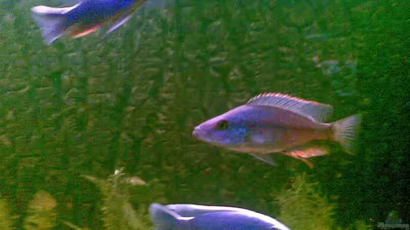 Dimidichromis compressiceps + Sciaenochromis ahli von dimmifan (7)