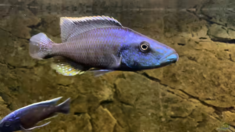 Dimidichromis Compressiceps  von Manni (15)