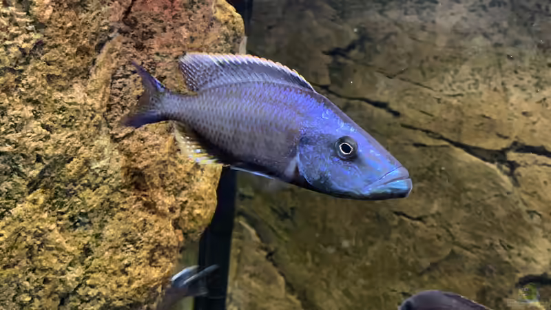 Dimidichromis Compressiceps  von Manni (24)