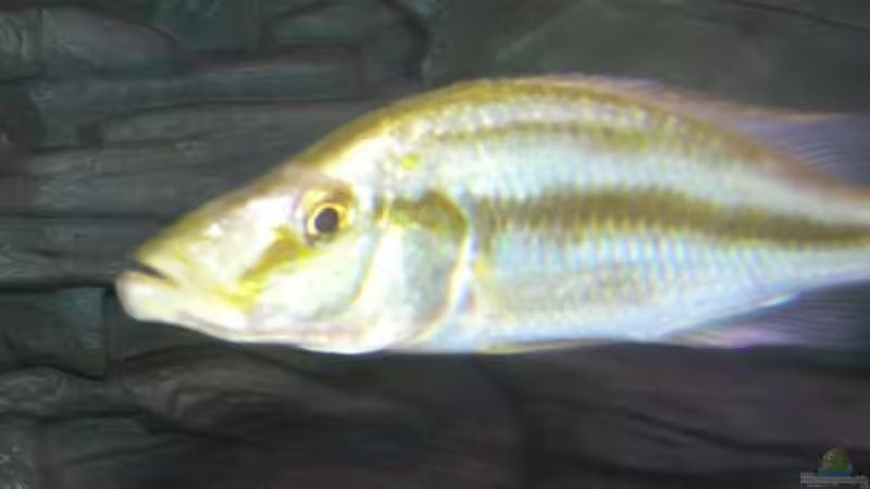 Dimidichromis compressiceps gold,weibchen halbwüchsig von Peter Bauer (11)