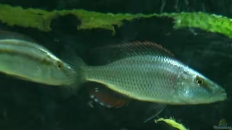 Dimidichromis compressiceps (noch nicht ausgefärbt) von Rainer Klettke (23)