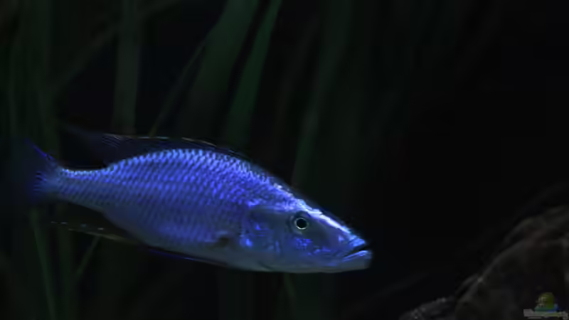 Dimidichromis Compressiceps von RalfB (92)