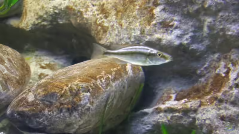 dimidichromis compressiceps von wadde (57)