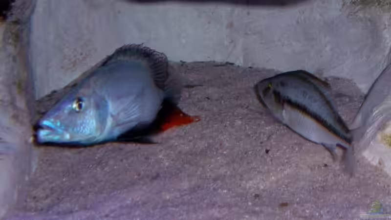 Dimidiochromis  Compressiceps  von Wolfgang Schlader (45)