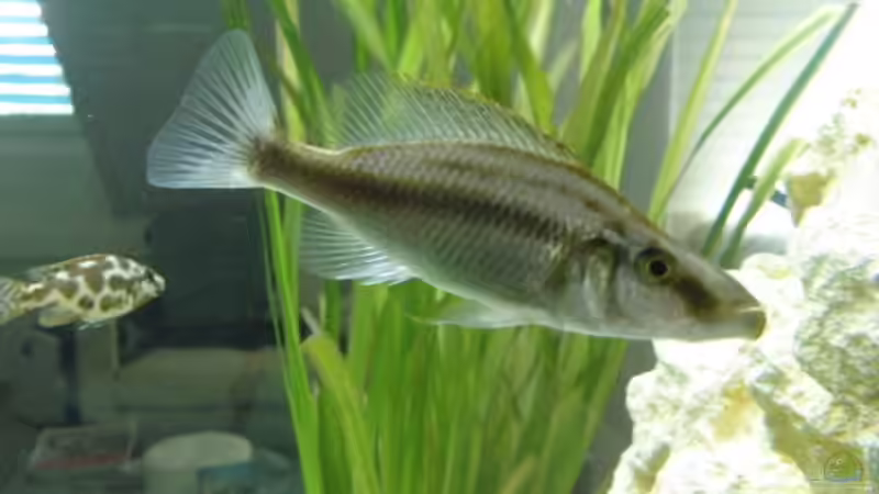 Einrichtungsbeispiele für Aquarien mit Dimidiochromis-Arten aus dem Malawisee