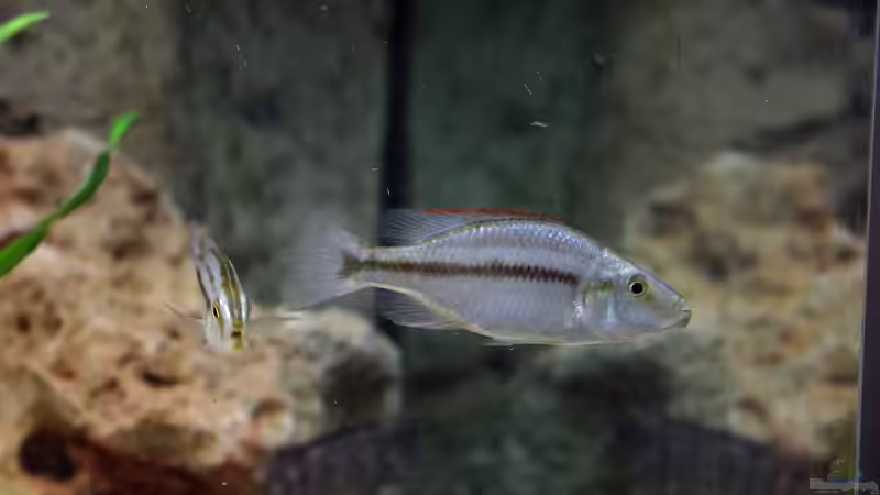 Einrichtungsbeispiele für die Haltung von Dimidiochromis compressiceps (Messerbuntbarsch) im Aquarium