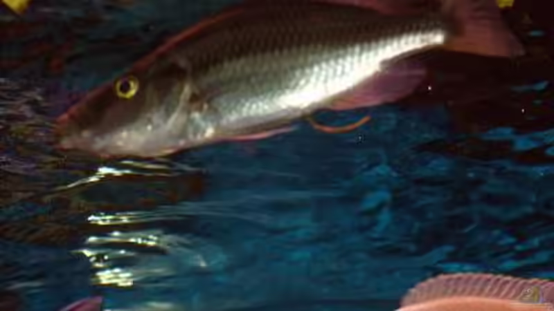 Dimidiochromis compressiceps, F1NZ von Mark Mondl (15)