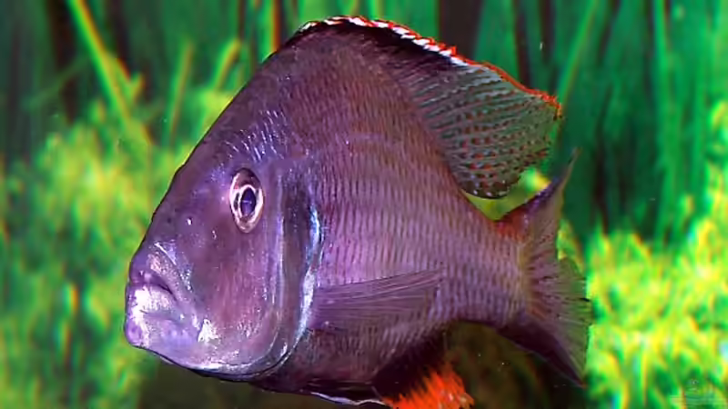 Dimidiochromis compressiceps  von Abdullah Özer (12)