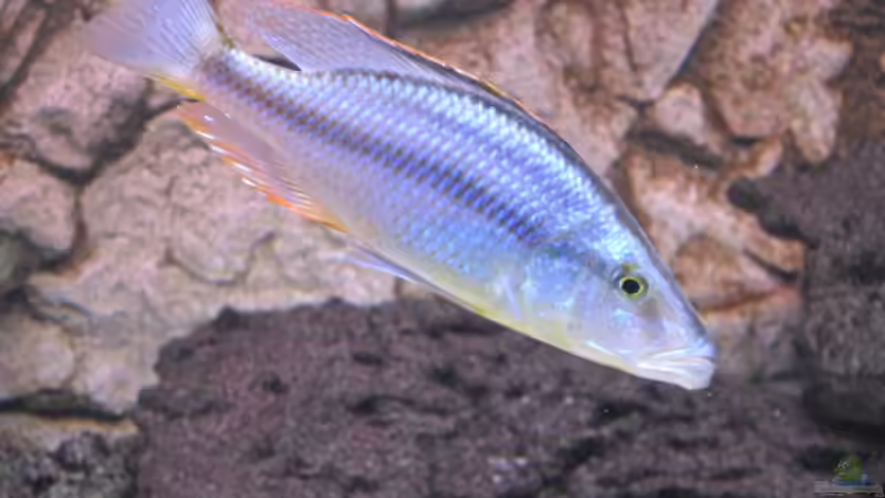 Einrichtungsbeispiele für Aquarien mit Dimidiochromis-Arten aus dem Malawisee