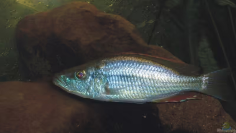 Dimidiochromis compressiceps Bock von Andreas Rode (13)