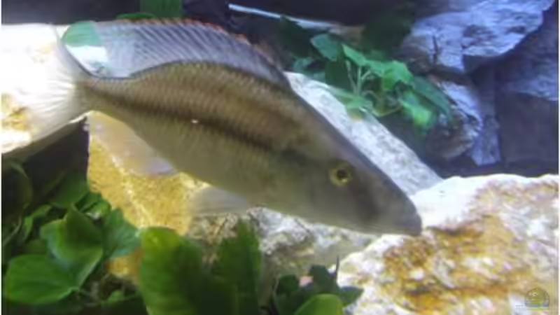 Dimidiochromis Compressiceps Bock von Der Schweizer (15)