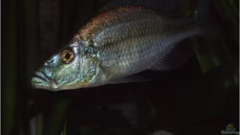 Dimidiochromis Compressiceps Bock von Der Schweizer (19)