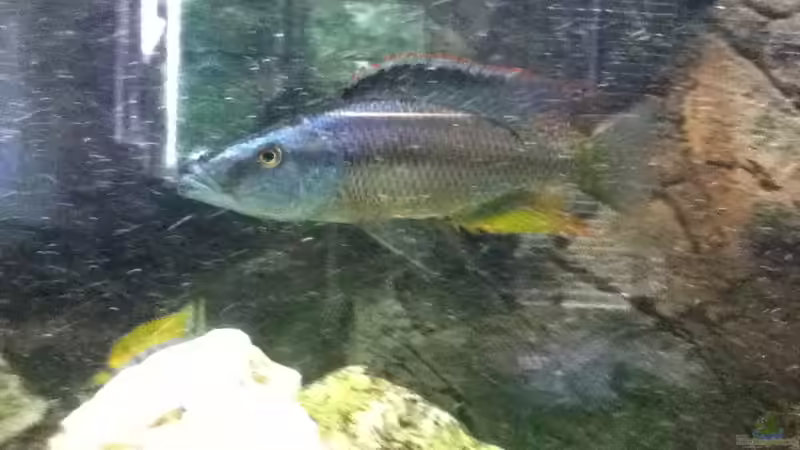 Dimidiochromis compressiceps Bock von Höffi (11)