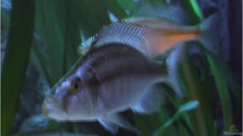 Einrichtungsbeispiele für die Haltung von Dimidiochromis compressiceps (Messerbuntbarsch) im Aquarium