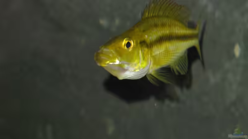 dimidiochromis compressiceps chizumulu von Marcus.H (11)