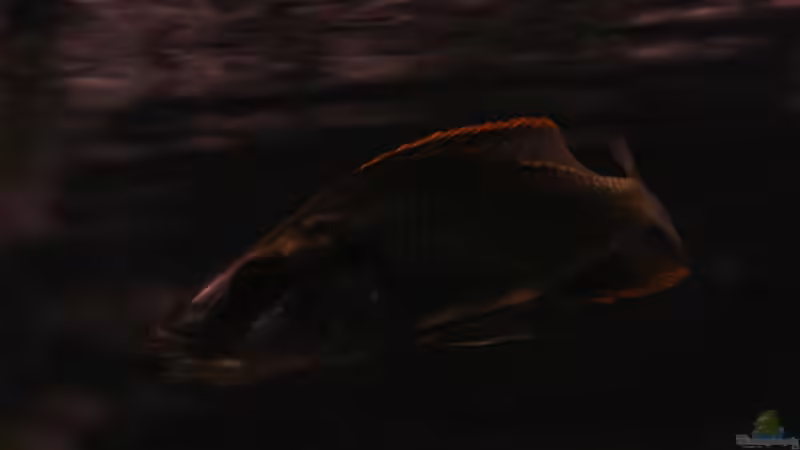 Dimidiochromis Compressiceps male von Malawigo (59)