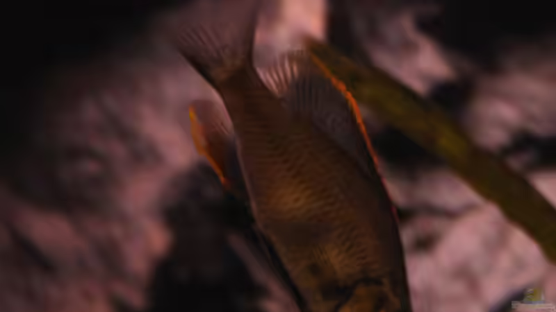 Dimidiochromis Compressiceps male von Malawigo (63)