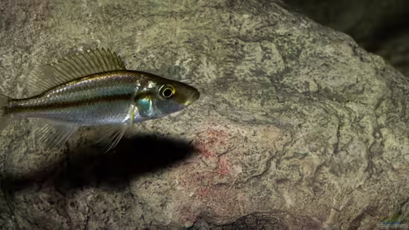 Dimidiochromis compressiceps von AjakAndi (68)