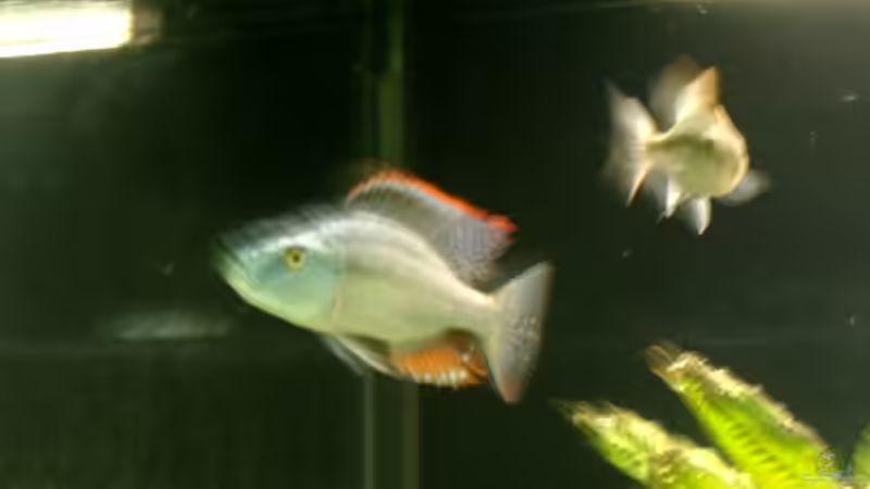 Dimidiochromis compressiceps von Crenii (8)