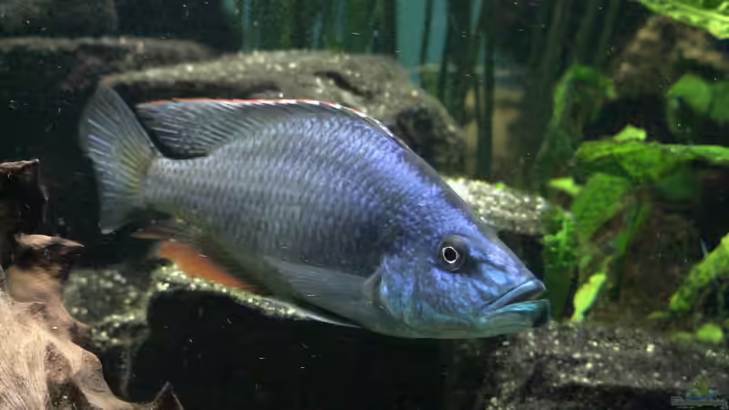 Dimidiochromis compressiceps von Edmund Thaler (10)