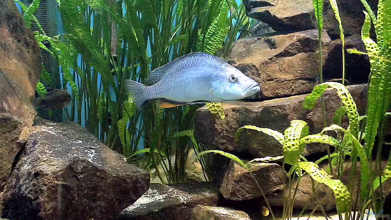 Dimidiochromis compressiceps von Edmund Thaler (4)