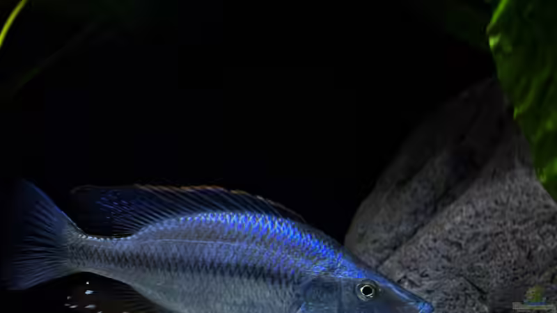 Dimidiochromis compressiceps von malawidortmund (18)