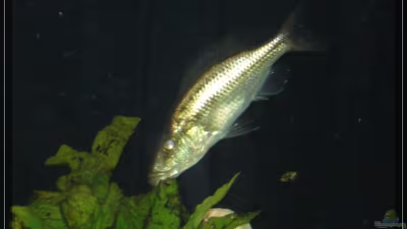 Dimidiochromis compressiceps von Malawifan0412 (12)