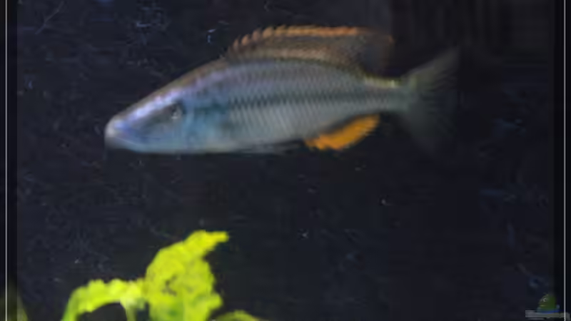 Dimidiochromis compressiceps von Malawifan0412 (17)