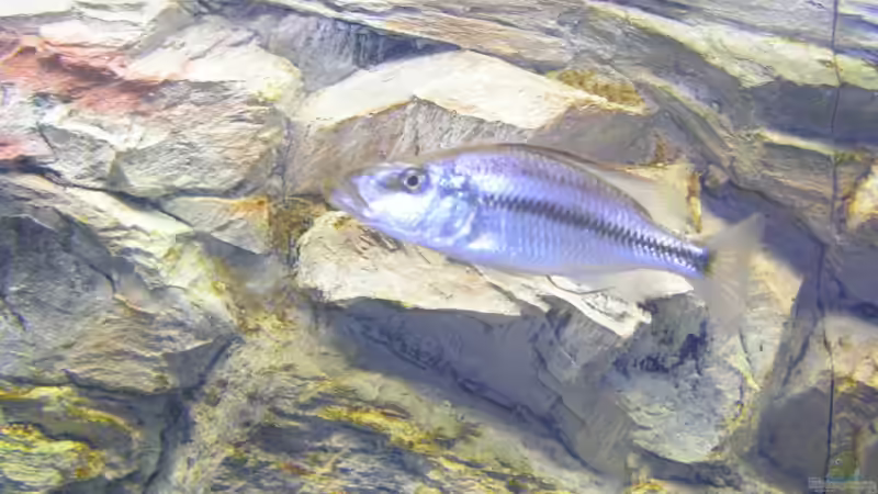 Einrichtungsbeispiele für Aquarien mit Dimidiochromis-Arten aus dem Malawisee