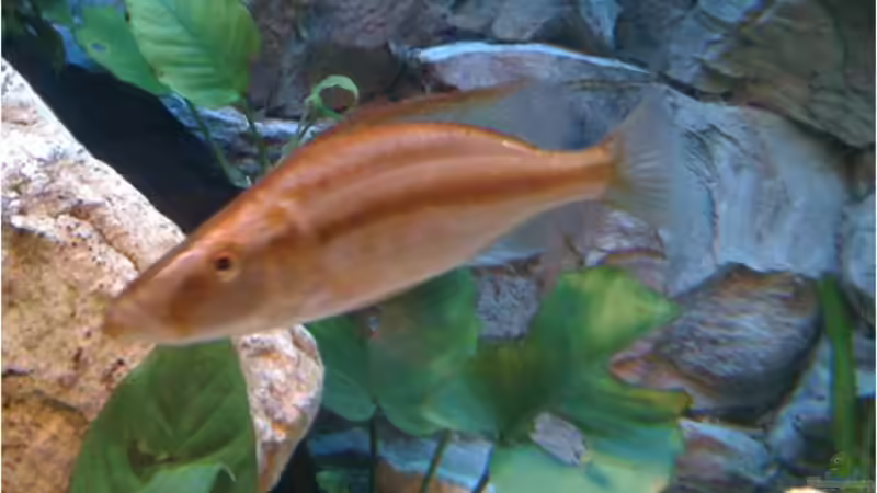 Dimidiochromis Compressiceps Weibchen von Der Schweizer (25)