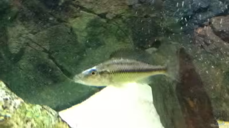 Dimidiochromis compressiceps Weibchen von Höffi (10)