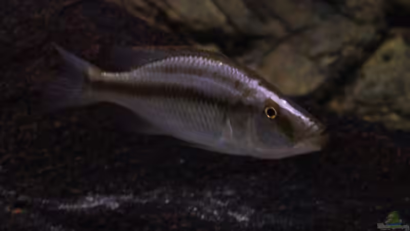 Einrichtungsbeispiele für die Haltung von Dimidiochromis compressiceps (Messerbuntbarsch) im Aquarium