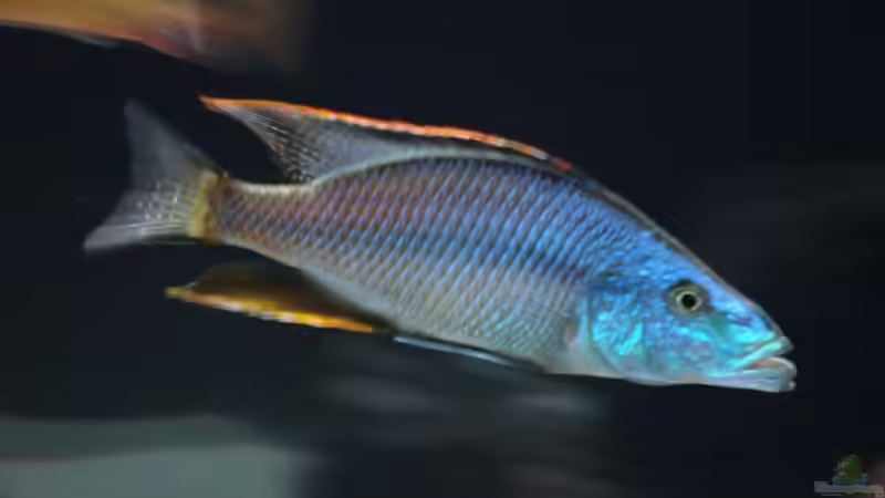 Dimidiochromis compressices ´The Boss´ von StefanZ (6)