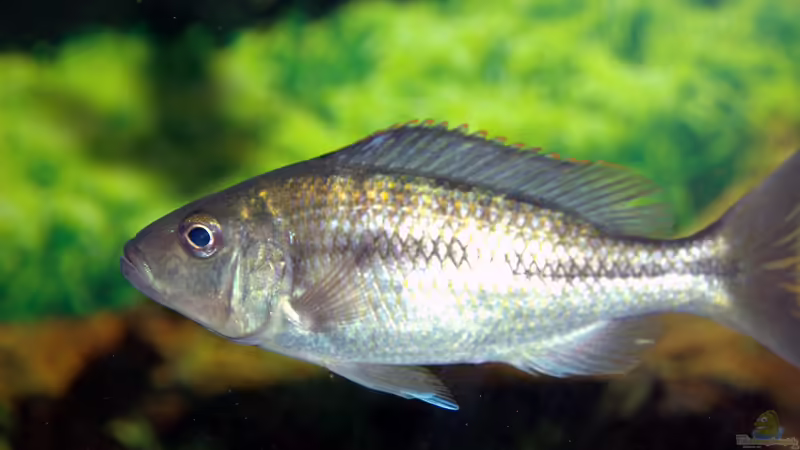 Einrichtungsbeispiele für Aquarien mit Dimidiochromis-Arten aus dem Malawisee