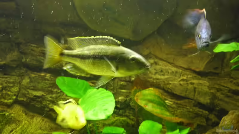 Einrichtungsbeispiele für die Haltung von Dimidiochromis kiwinge im Aquarium