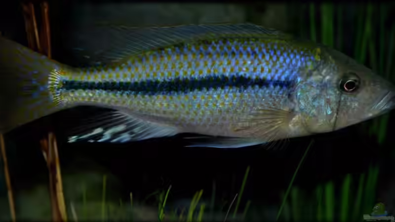Dimidiochromis kiwinge (male) von Der Schweizer (39)
