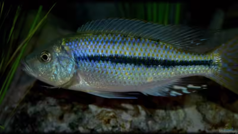Einrichtungsbeispiele für die Haltung von Dimidiochromis kiwinge im Aquarium