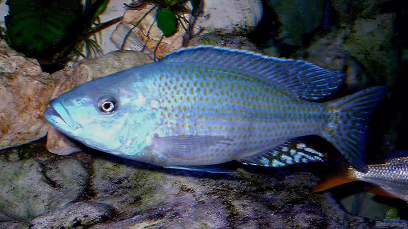 Dimidiochromis kiwinge von Wolfgang Schlader (42)