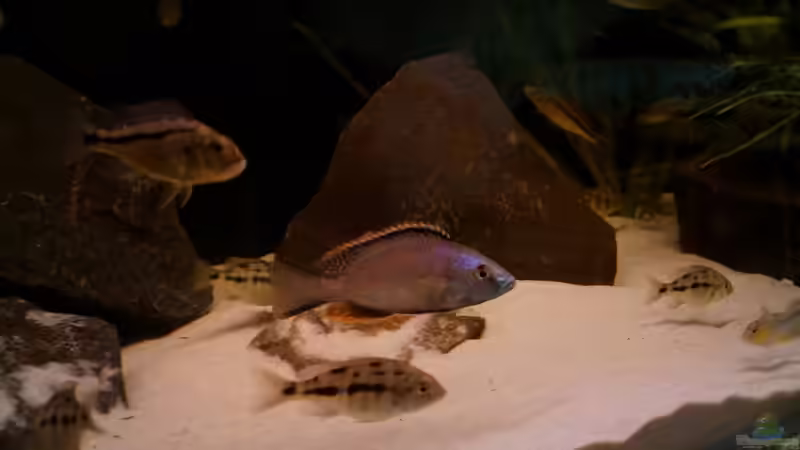 Dimidiochromis Strigatus - Bock von Ronny Laumer (7)