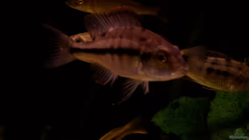 Dimidiochromis Strigatus - Weib von Ronny Laumer (8)