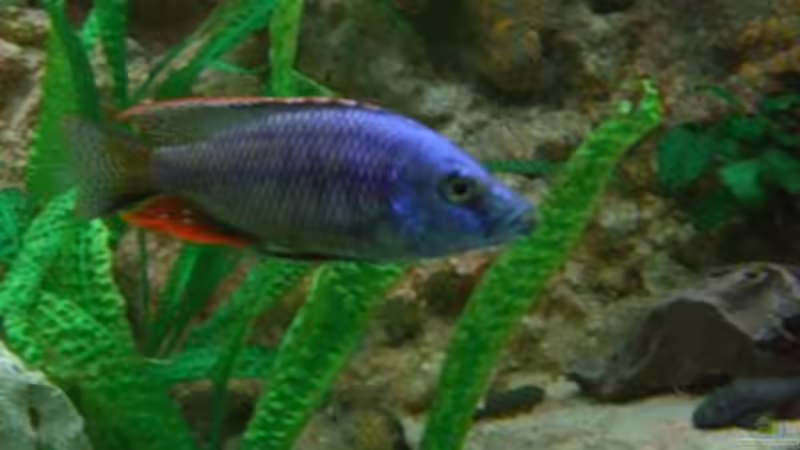 Einrichtungsbeispiele für die Haltung von Dimidiochromis strigatus im Aquarium