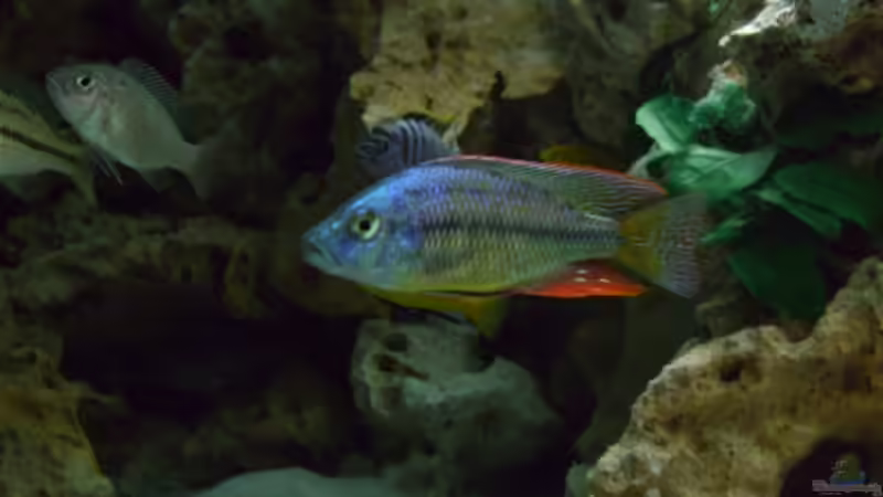 Einrichtungsbeispiele für die Haltung von Dimidiochromis strigatus im Aquarium