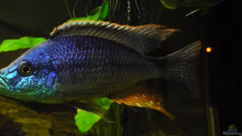 Dimidiochromis Strigatus ´Bock´ ca. 22cm von Monoculus (14)