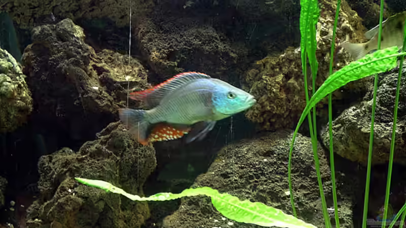 Dimidiochromis strigatus von Bernd Niehoff (32)