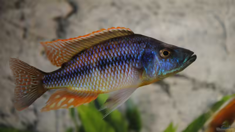 Dimidiochromis strigatus von rOCkStaR (14)