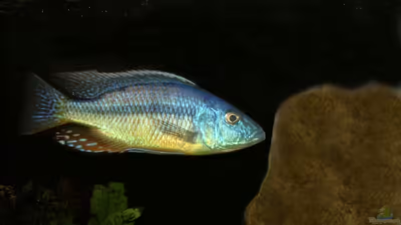Einrichtungsbeispiele für Aquarien mit Dimidiochromis-Arten aus dem Malawisee