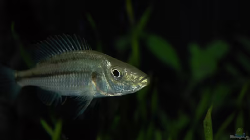 Einrichtungsbeispiele für die Haltung von Dimidiochromis strigatus im Aquarium