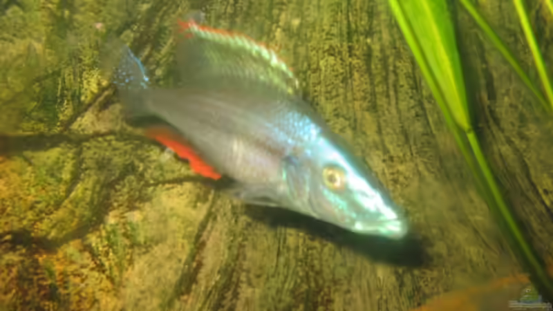 DIMIDOCHROMIS COMPRESSICEPS M von Marvin Michel (27)