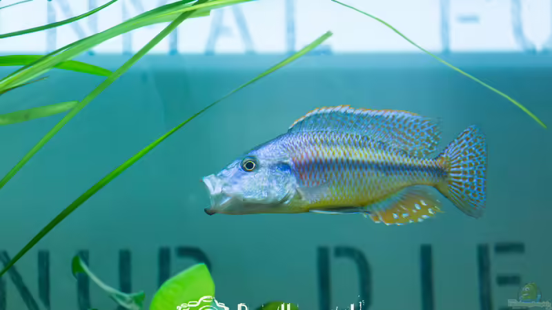 Dimidochromis Strigatus (m) von Martin Pröll (17)